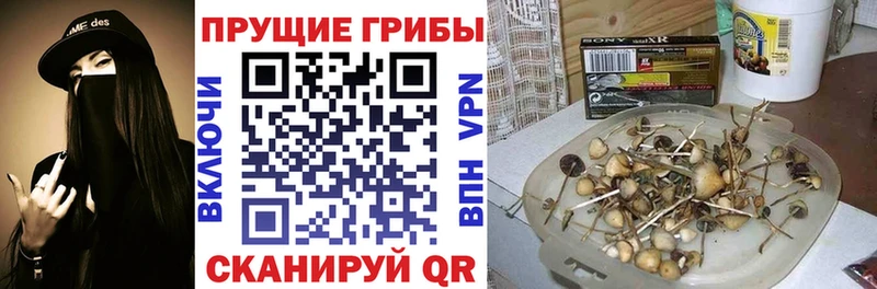 Псилоцибиновые грибы мицелий Будённовск